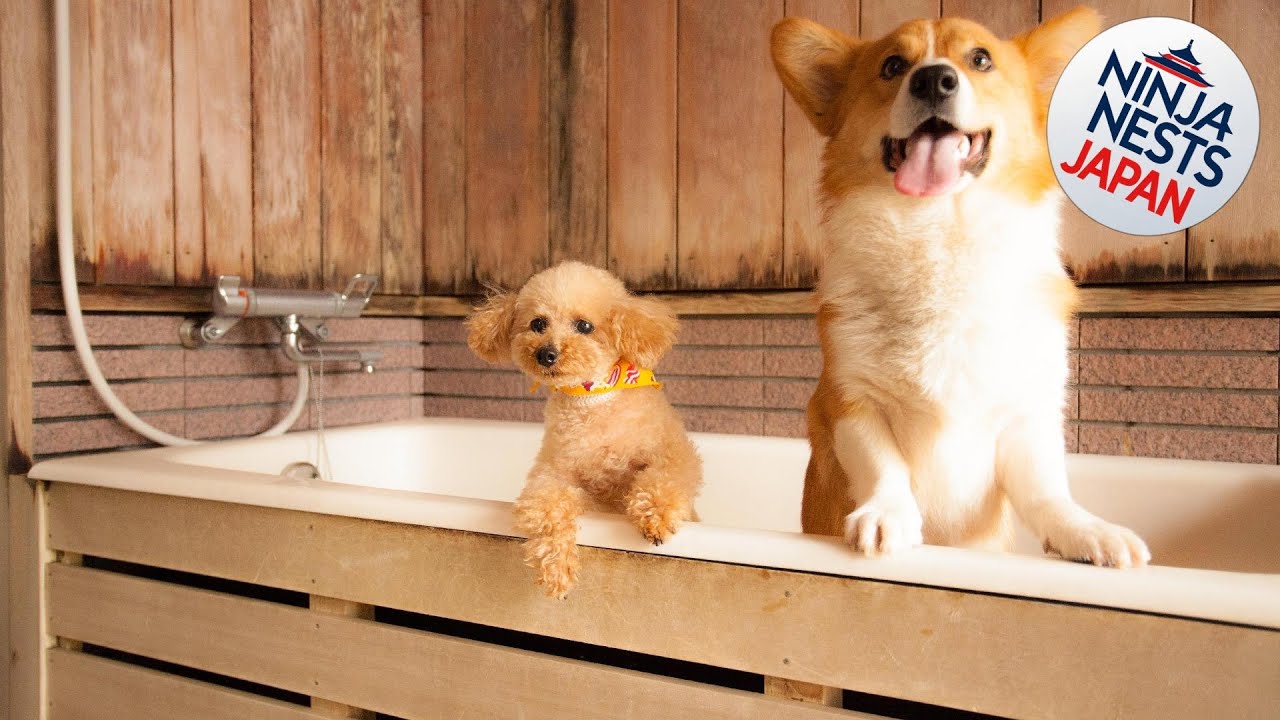 Izumigo Takayama Dog Paradise Hotel | Takayama, Japan | Hotel Review 🛏️