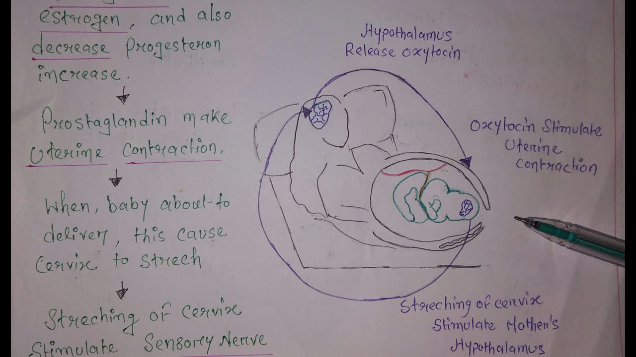 Latent and Active Phase - First Stage Of Labour
