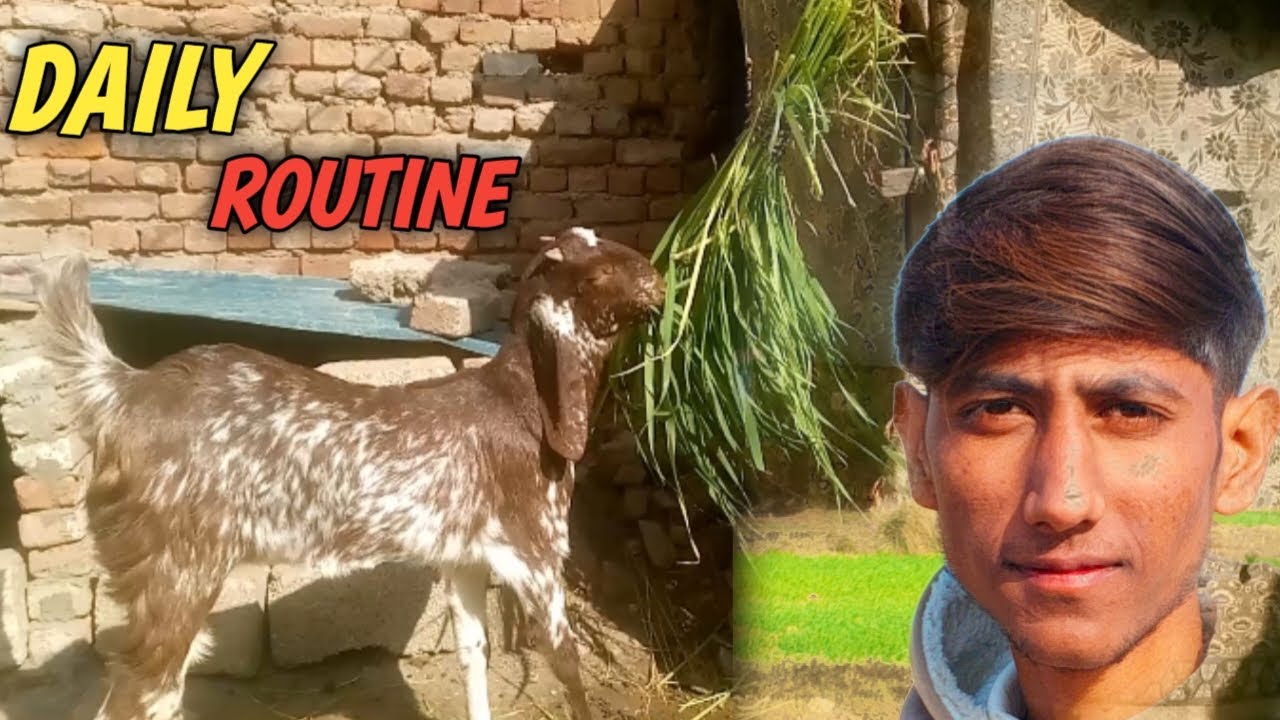 Goat Care Daily Routine / Mini Zoo