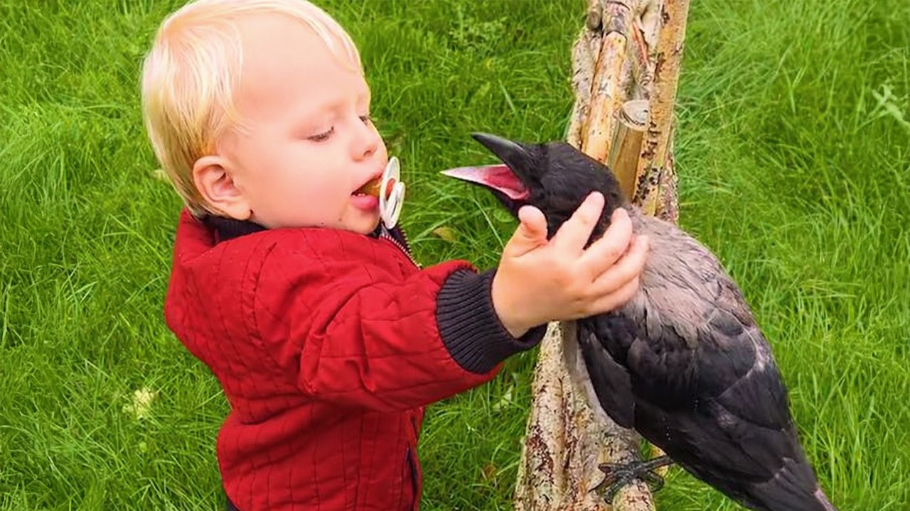 Crows are the SMARTEST and FUNNIEST Birds in the World Ever 🤣