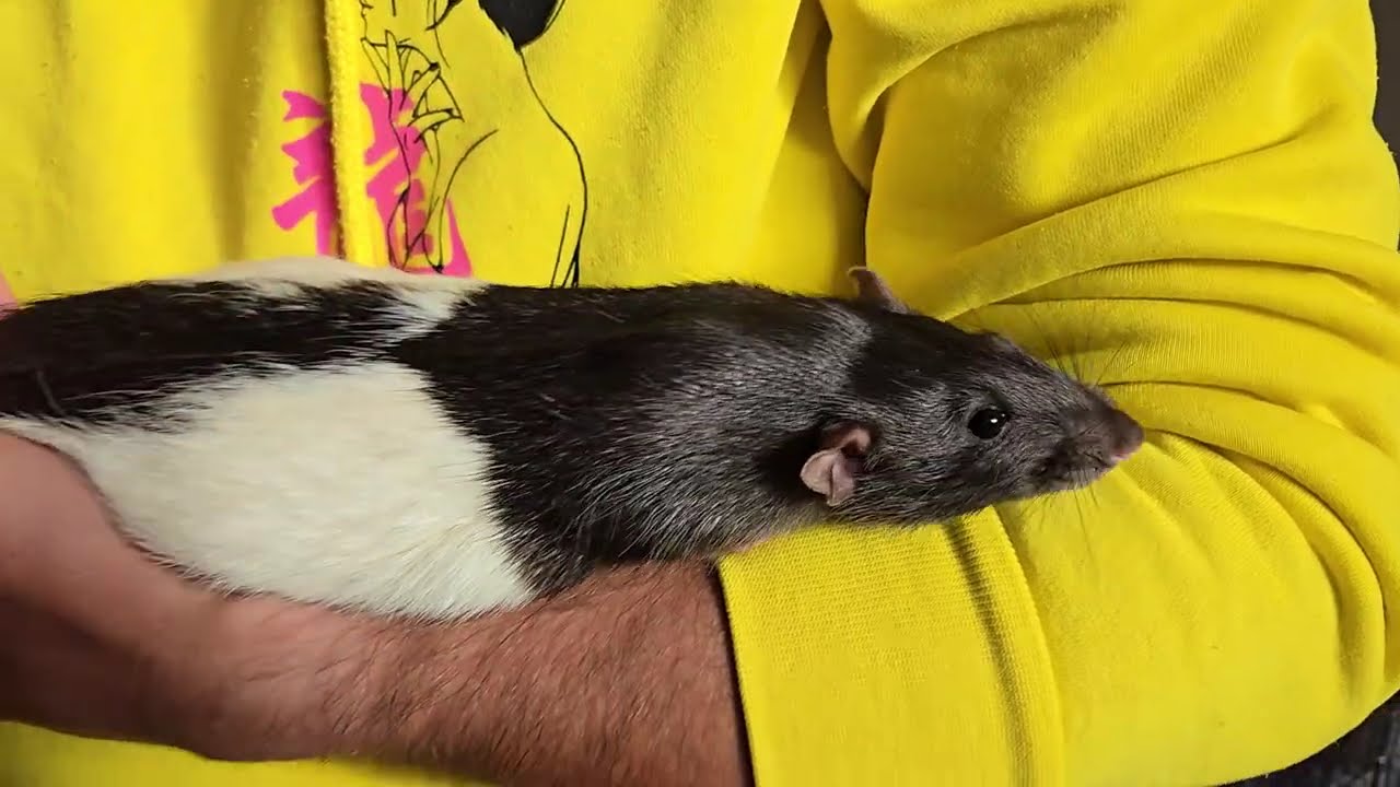 Marpa the Rat is always happy to be held #shortsvideo  #rat #pets #cute #relaxing
