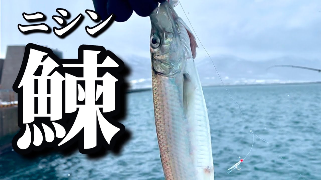 【北海道】【釣り】ホッケ（𩸽）爆！そしてニシン（鰊）も釣れた！