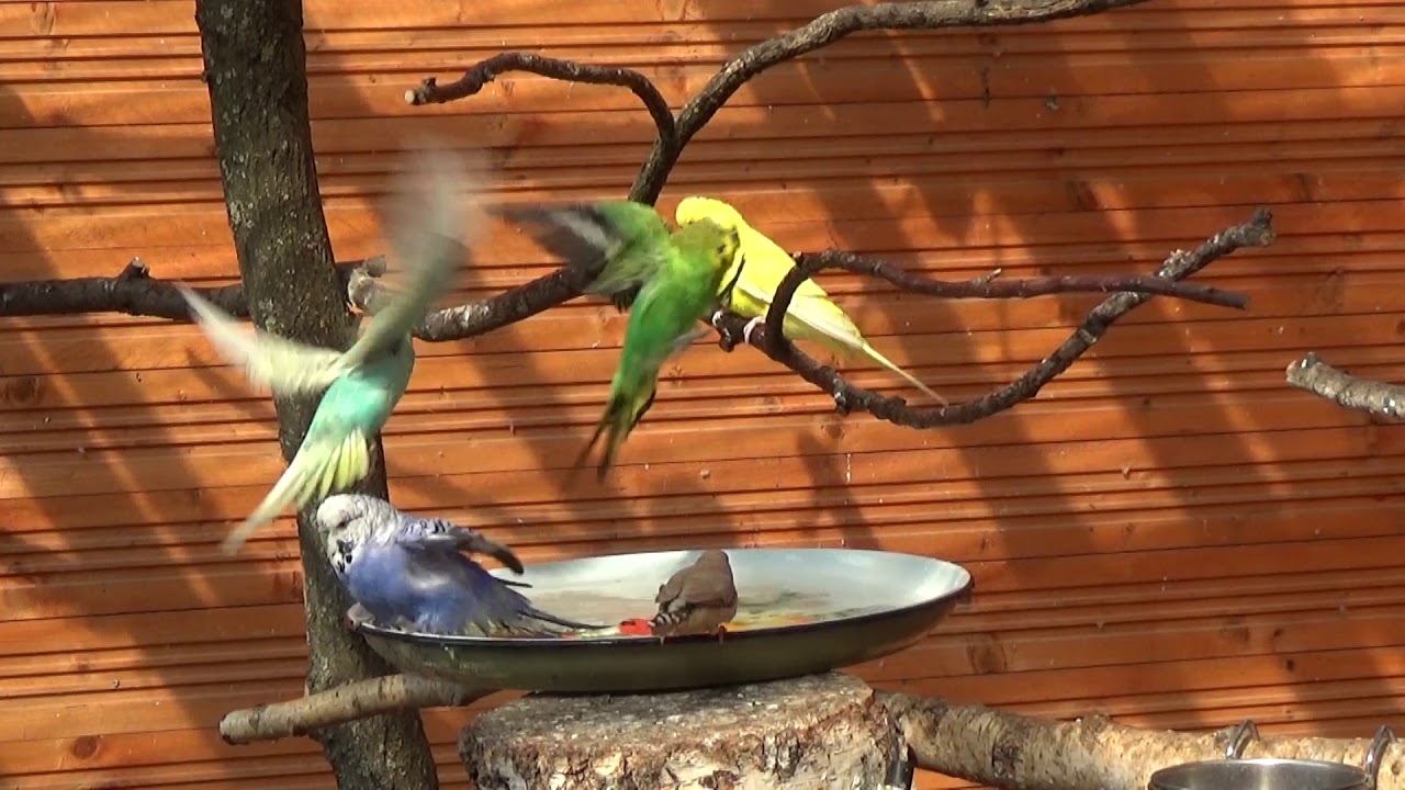 Papugi i zeberki - kąpiel zbiorowa. Parrots and zebra finches - bathing.