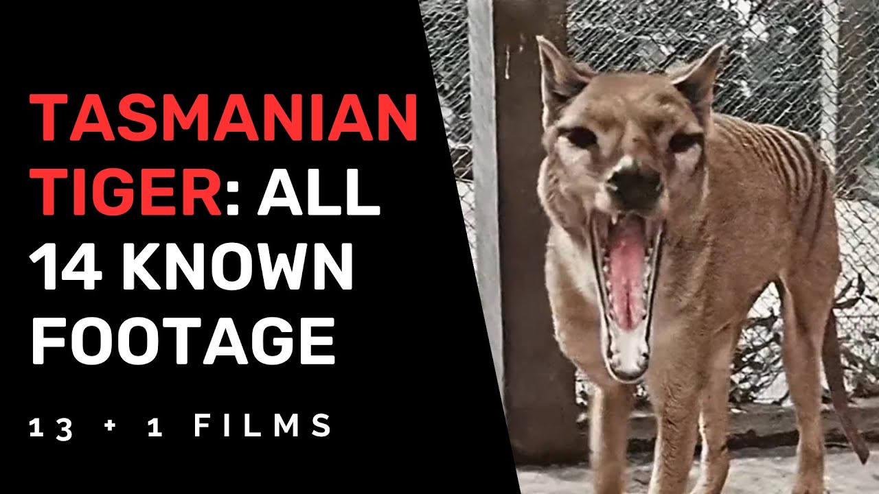 TASMANIAN TIGER - ALL 14 KNOWN FOOTAGE