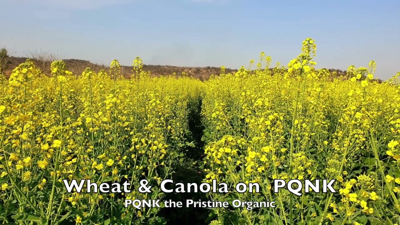 Wheat & Conola on PQNK