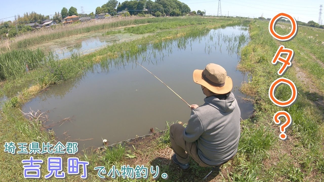 久しぶりに新魚種が釣れました！！！ 〇タ〇って珍しいのかな？？    埼玉県比企郡 吉見町で小物釣り。