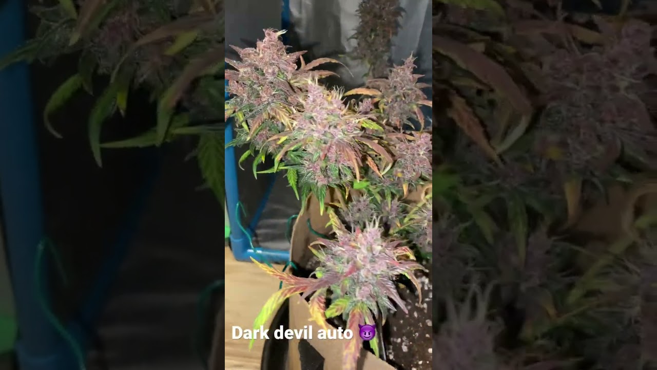 Dark devil auto 70day