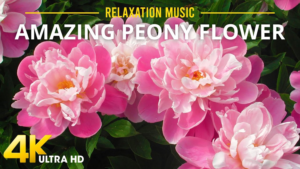 4K Peony Flowers - 3 Hours Relaxing Music Along With Beautiful Peony Videos