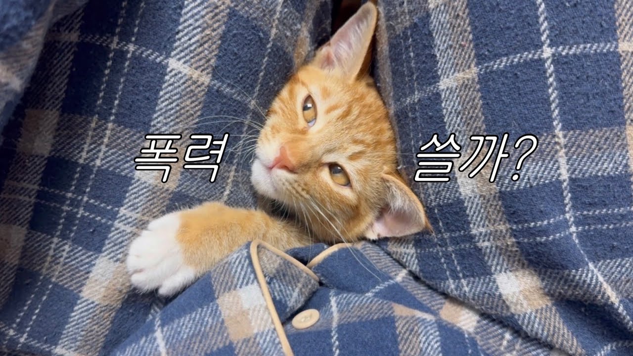 박팔복(미친 고양이)의 하루