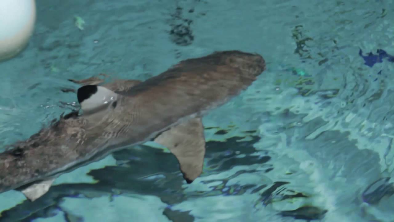 Shark Week: Feeding Blacktip Reef Sharks