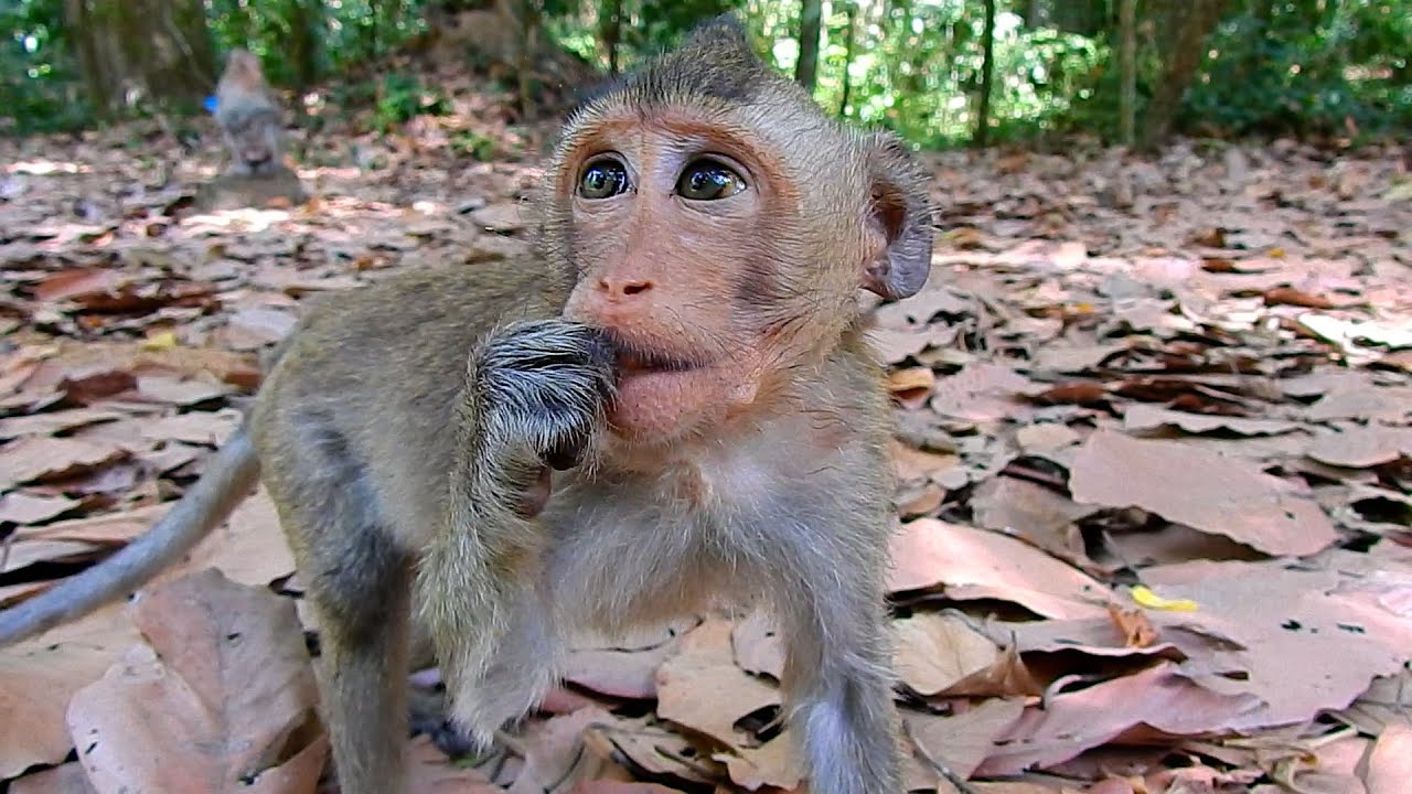 Friendly Boy Monkey Moby Coming To PaPa To Get Peanuts With Lovely Action | @IShowMonkeyTV