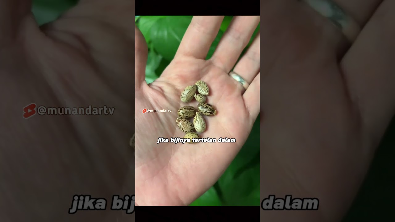 Bijinya seperti datang dari neraka  #faktaunik #munandartv