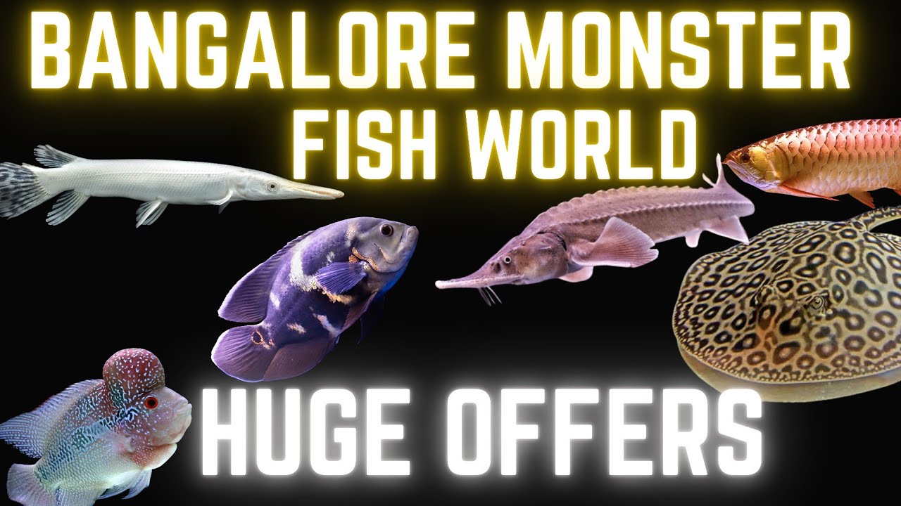 INSIDE Karnataka's one of the Biggest MONSTER FISH Aquarium | Giant Arowana, Arapaima, Gar Fish