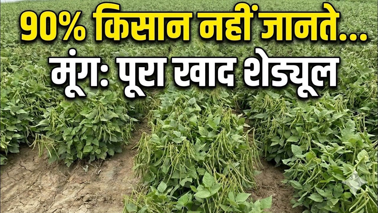 बुवाई से कटाई तक मूंग का पूरा खाद शेड्यूल | Best Fertilizer & Tonic for Moong | Moong ki kheti