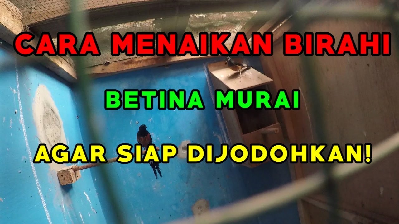 Cara Menaikan Birahi Betina Burung Murai