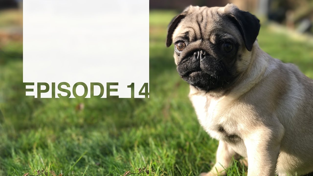 Captain The Puggy - Episode 14 - Puppy Learns To Climb Up The Stairs