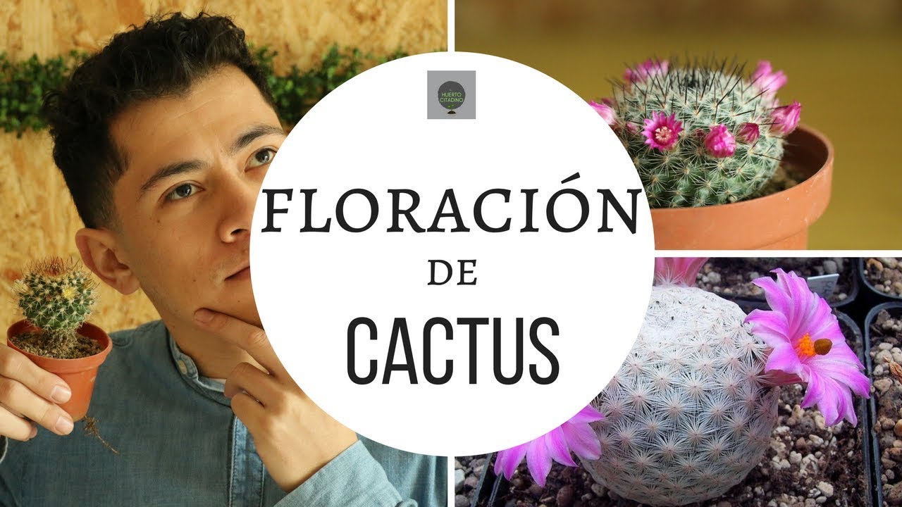 COMO HACER QUE LOS CACTUS TENGAN FLORES (florezcan)