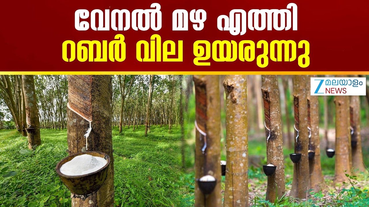 Rubber Price Rise | വേനൽ മഴ കിട്ടിയതോടെ ചെറുകിട റബ്ബർ കർഷകർ ചിലയിടങ്ങളിൽ ടാപ്പിംഗ് പുനരാരംഭിച്ചു