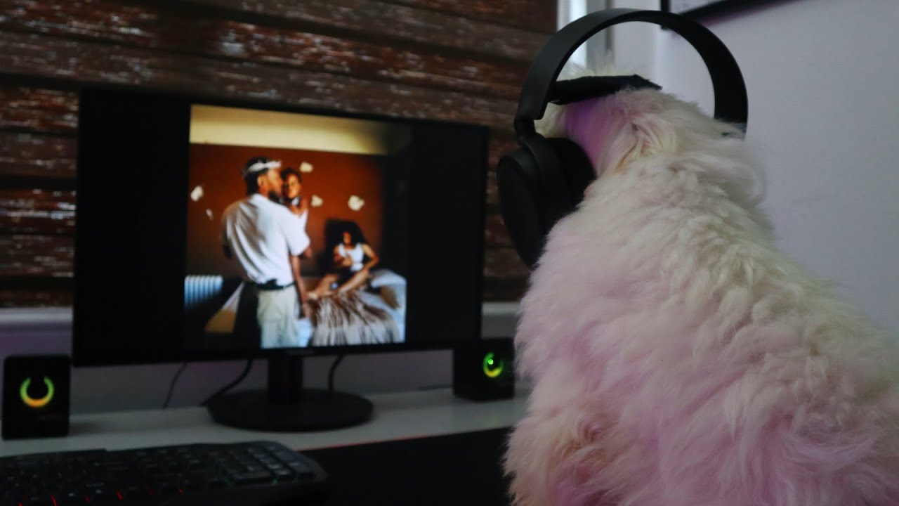 My dog reacted to Kendrick Lamar