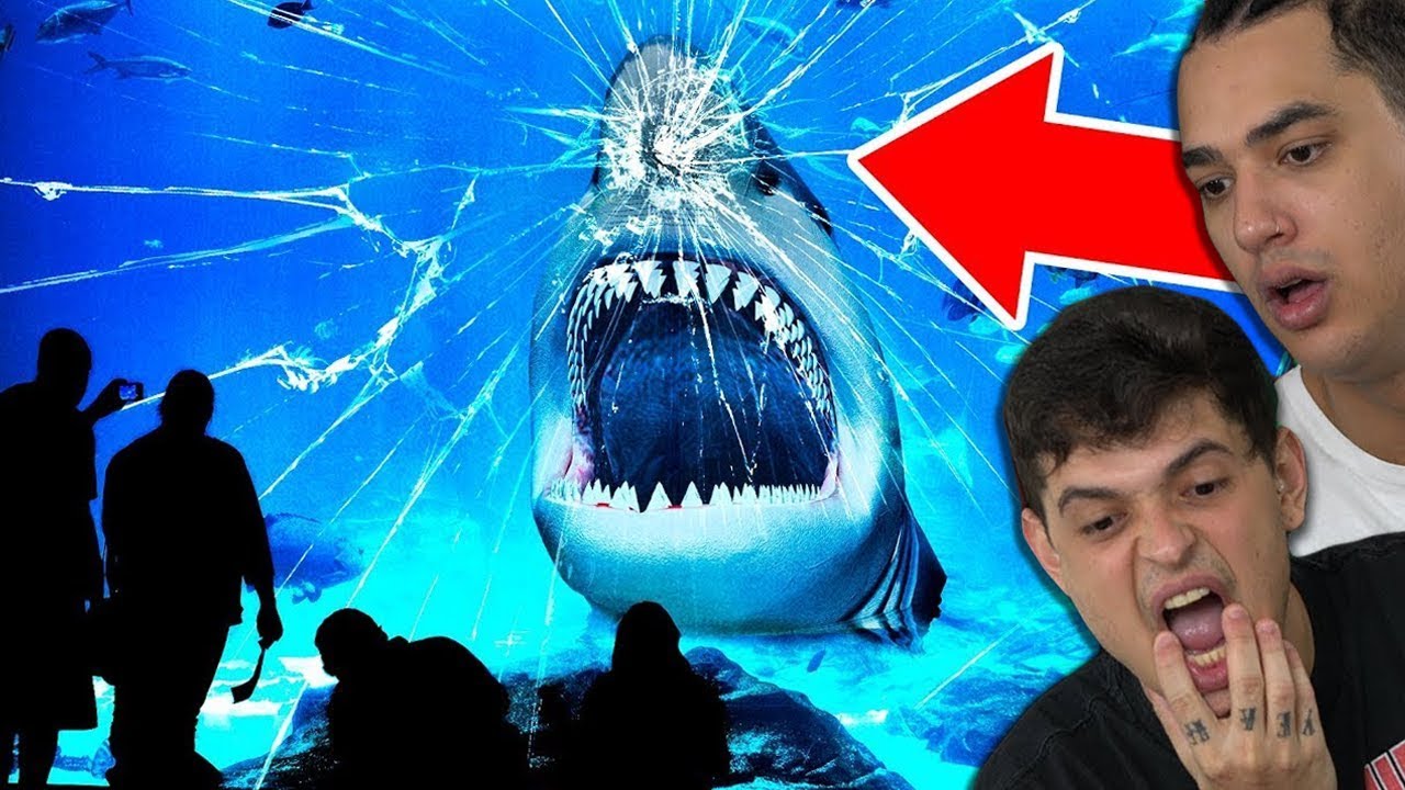 7 ANIMAIS QUE NÃO PODEM SER MANTIDOS NO ZOOLÓGICO