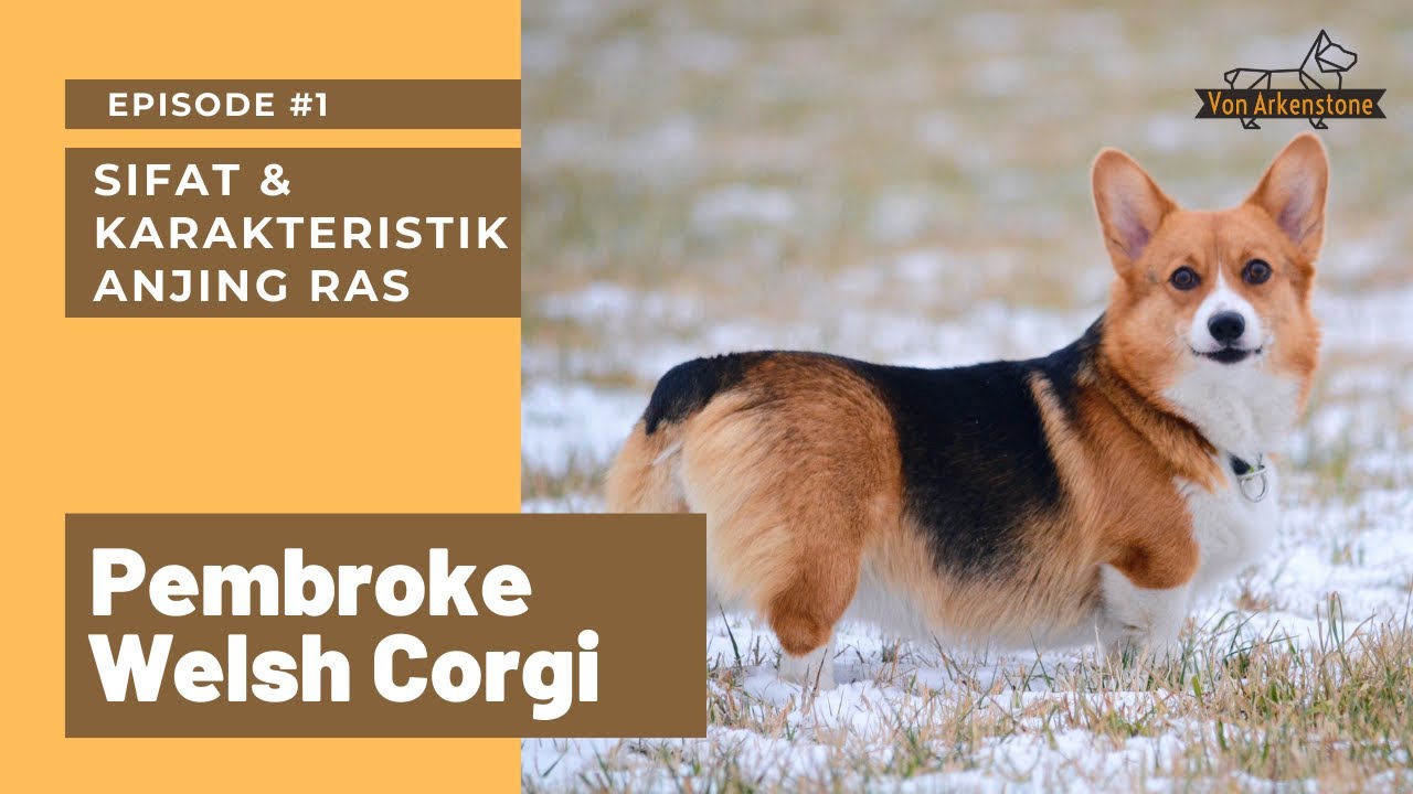 PEMBROKE WELSH CORGI (SIFAT DAN KARAKTERISTIK) | Dog Breeds Ep. #1 | Von Arkenstone