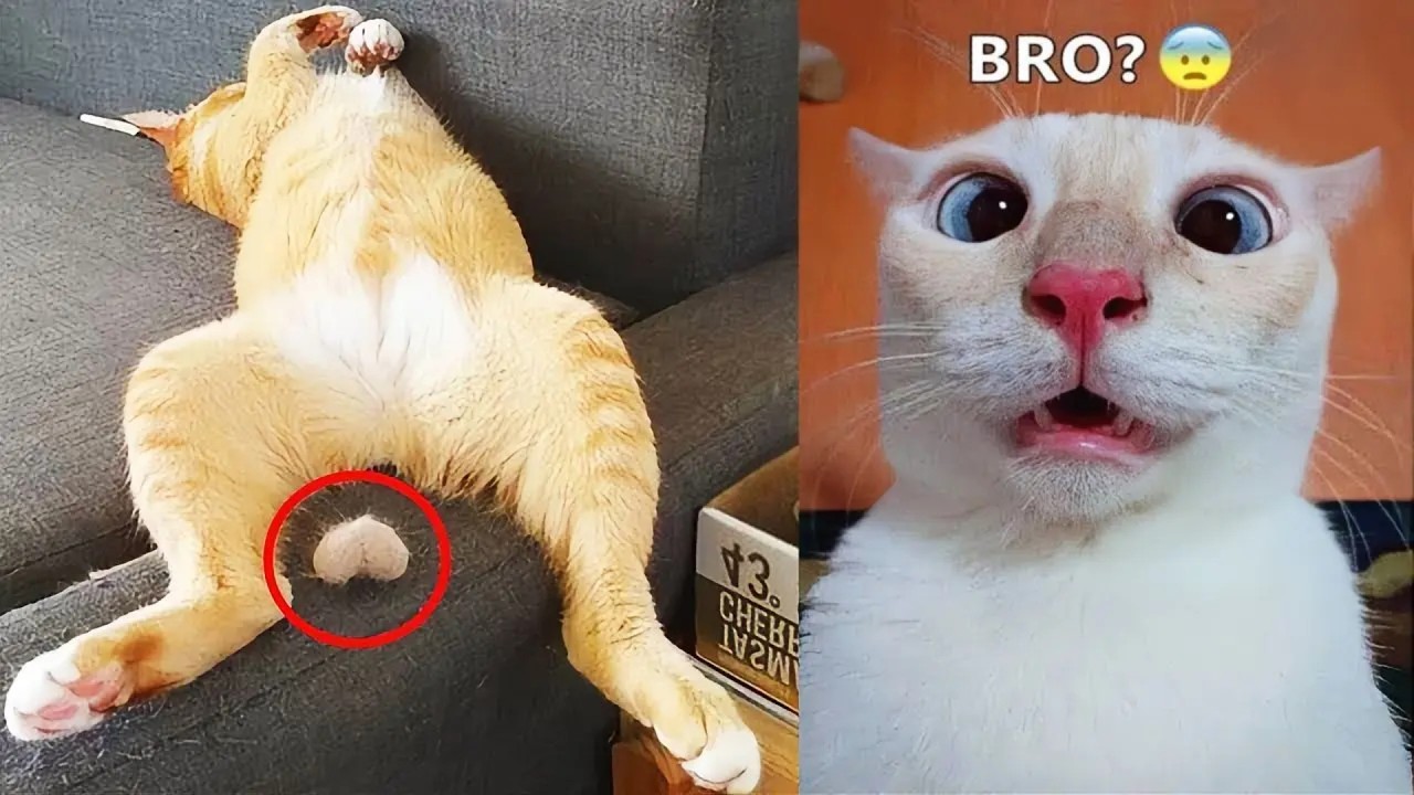 Забавные кошки и собаки заставят вас смеяться до слёз 😂