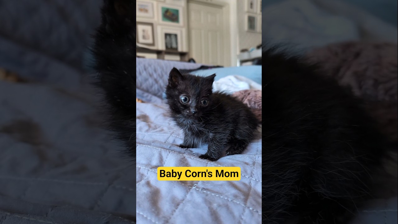 Маму малыша Корн звали Винтер. #babycorncat