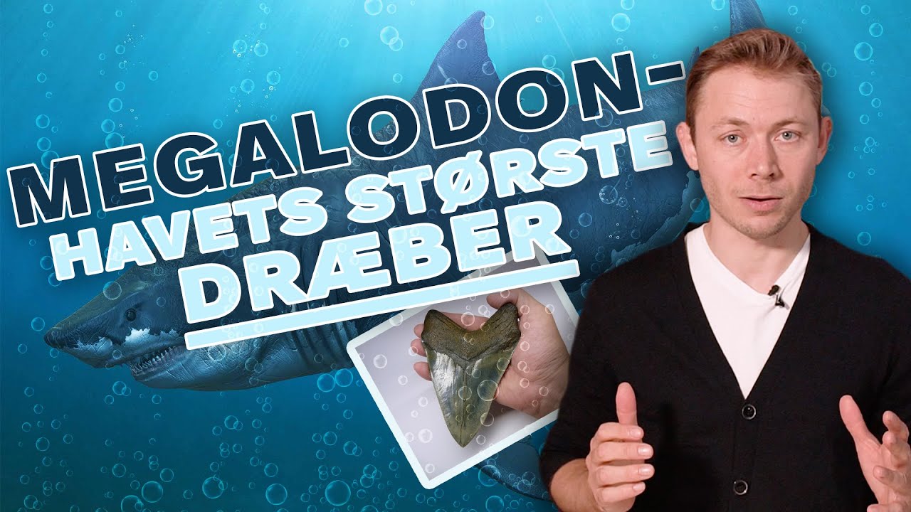 Megalodon - Eksisterer Kæmpehajen Stadig?