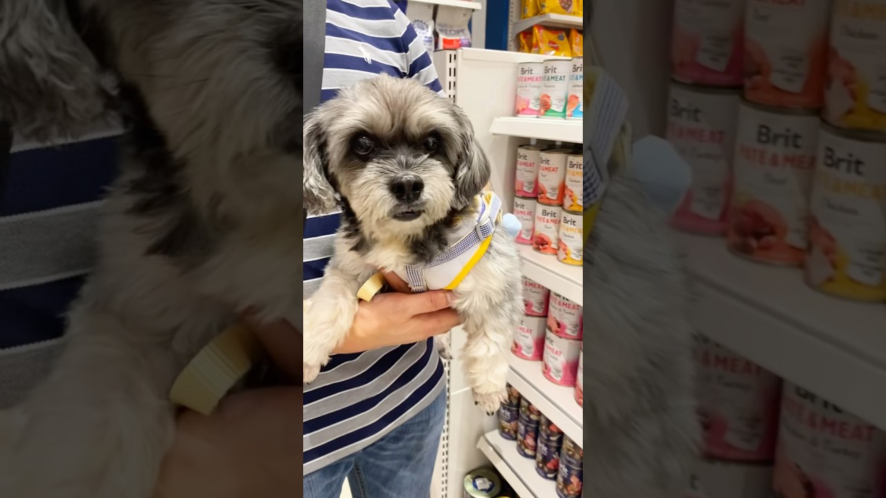 Buying pet essentials for our dear fur baby #doglover #shihtzu