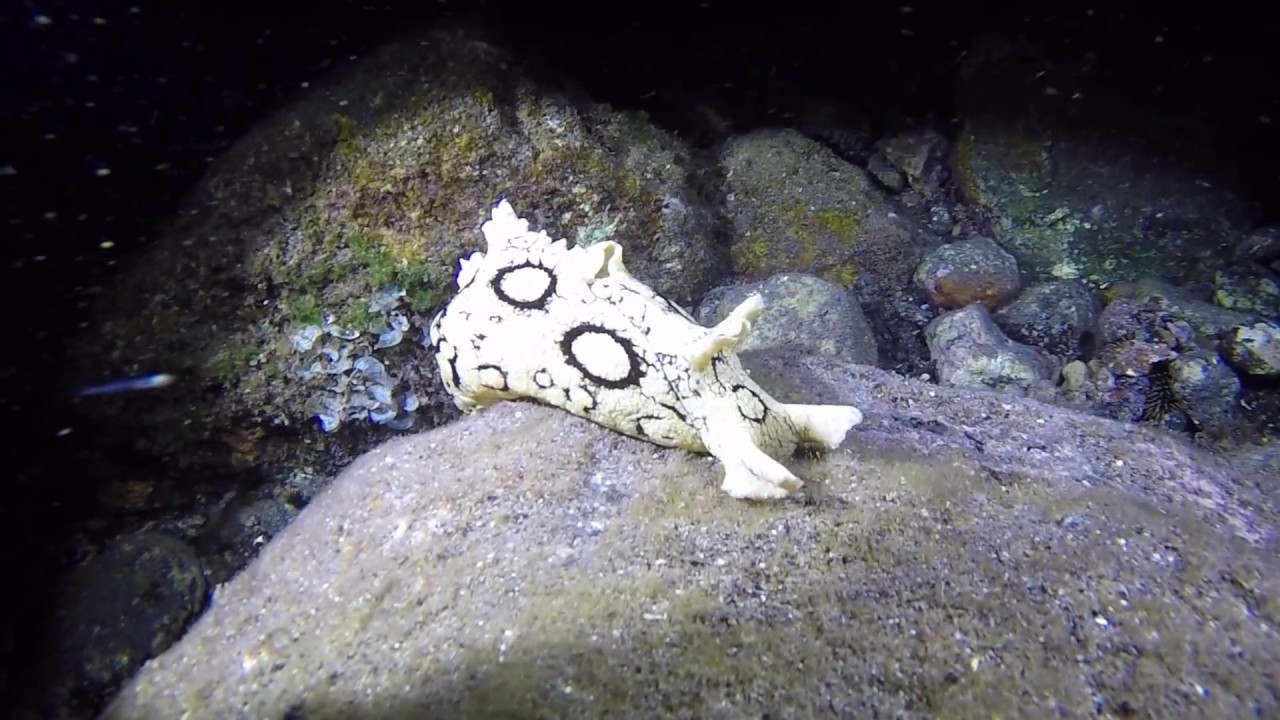 Inmersión Nocturna - Las Eras.            - Buceo - Canary Island - Submarinismo - Tenerife.
