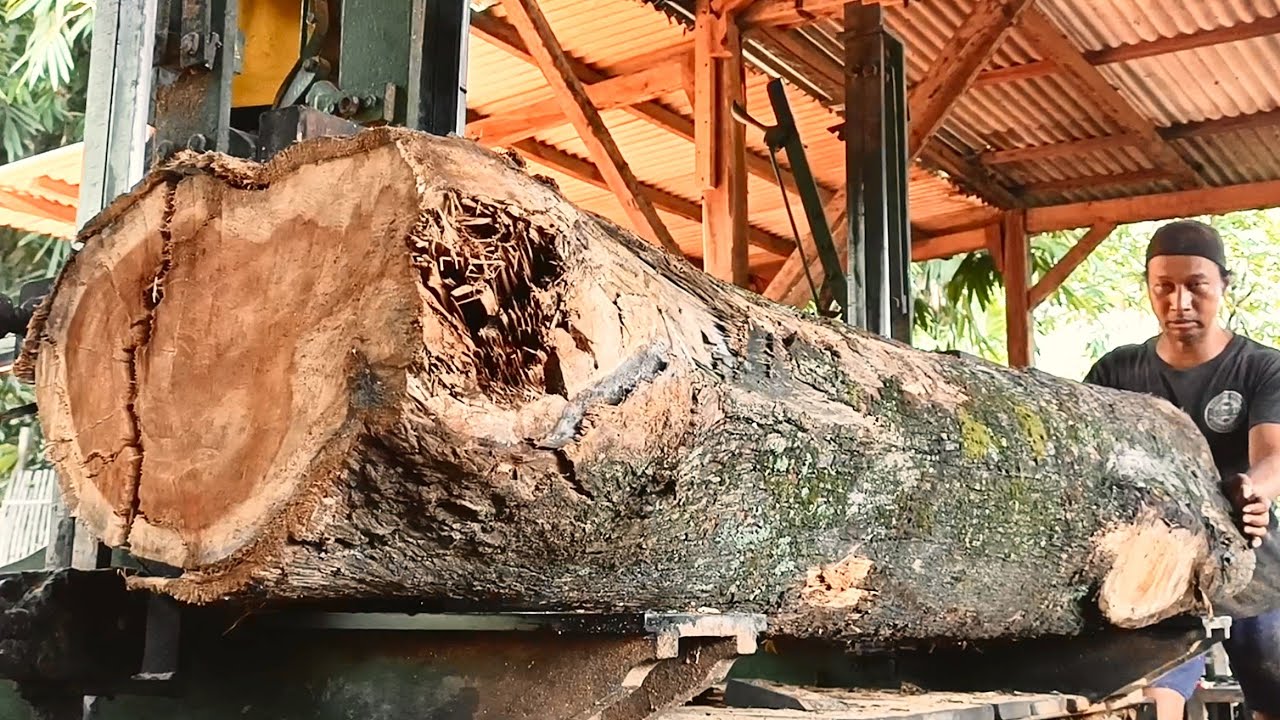 At the Giant Tree Sawmill | TestingPatience DuringThe Process ofProcessingWood fromGiantTree Trunks