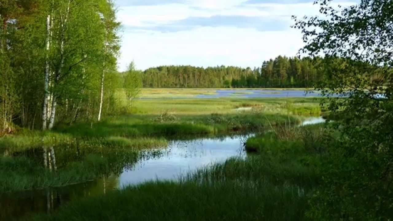 Stimmungsbild vom schwedischen Wald bei Orsa in Dalarna Schweden