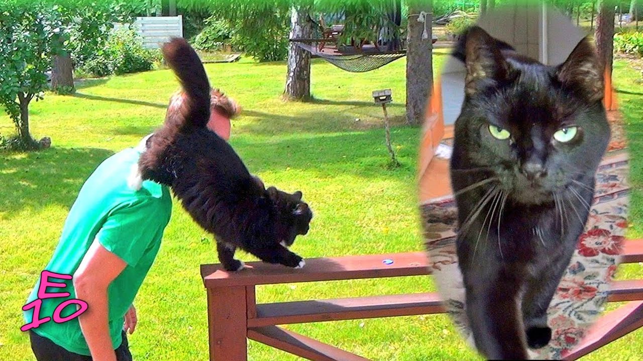 Peikko & Peto: Tiny Moments of Happiness 🐾🐾😻