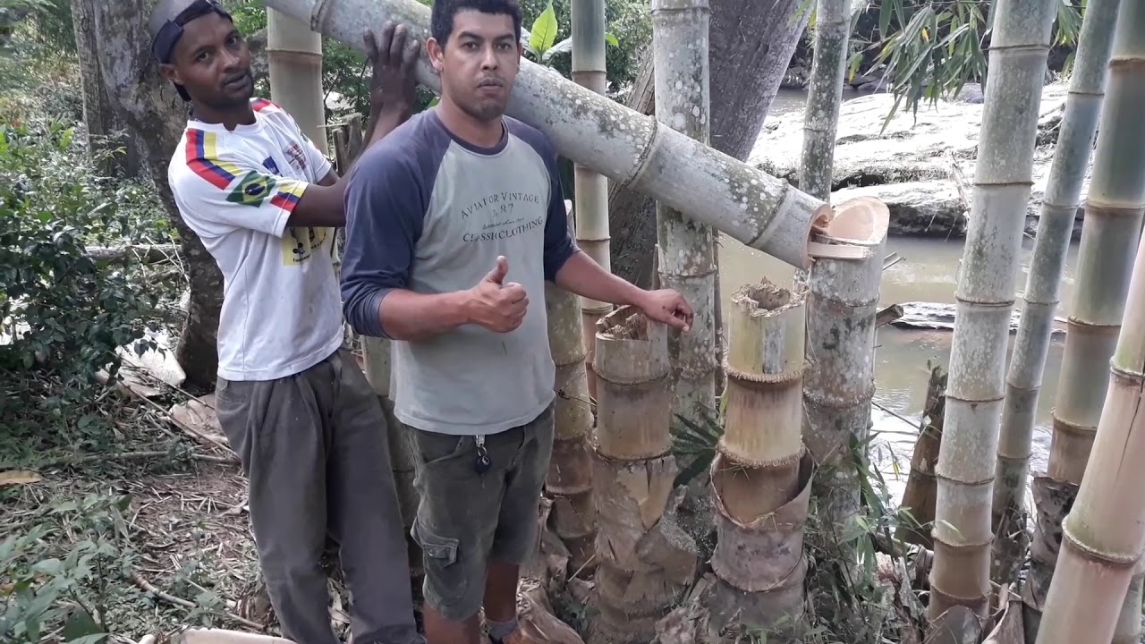 BAMBU ESCOLA AULA COMO CORTAR BAMBU GIGANTE