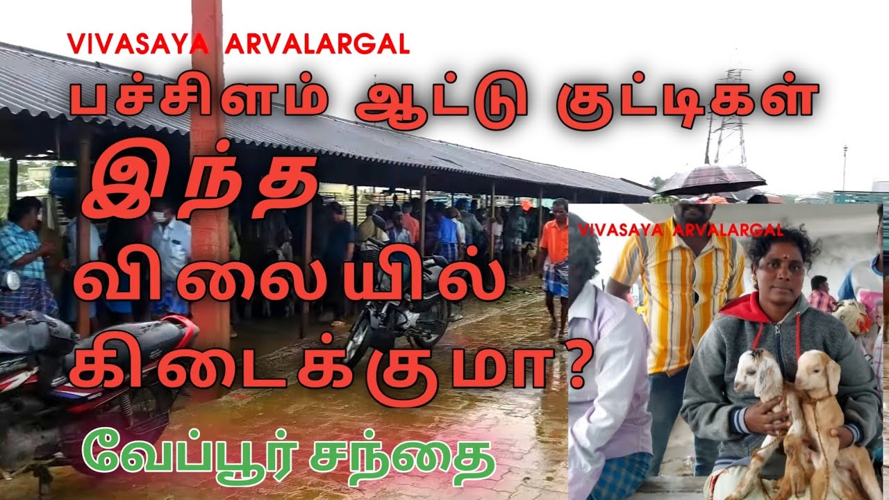 வேப்பூர் ஆட்டுச்சந்தை | ஆட்டு குட்டிகள் மிக  கிடைக்கும் |#veppurgoatmarket #vepursandhai #goatmarket