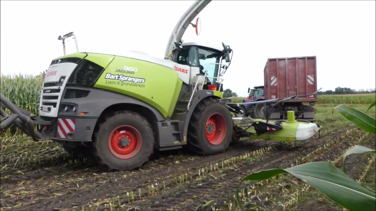 Bart Sprangers mais hakselen 2024 (1) , Claas Jaguar 960