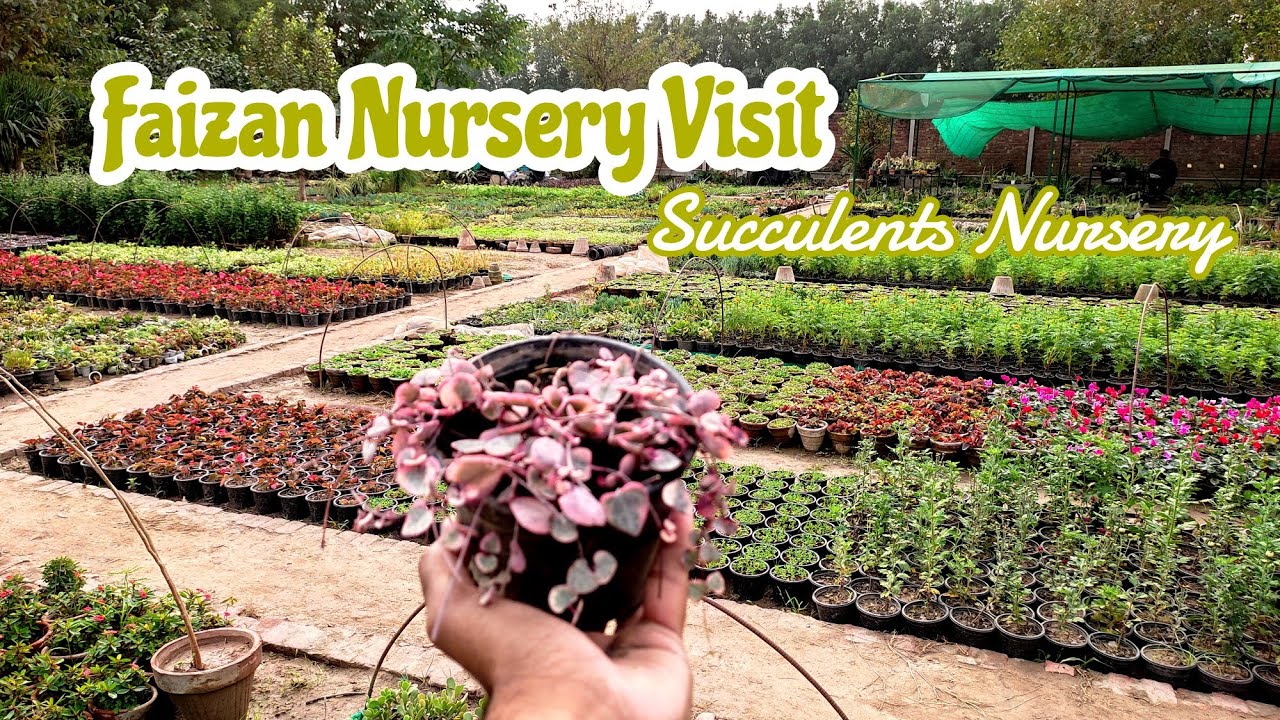 Succulents Nursery Visit/Nursery Visit @omersgarden7659