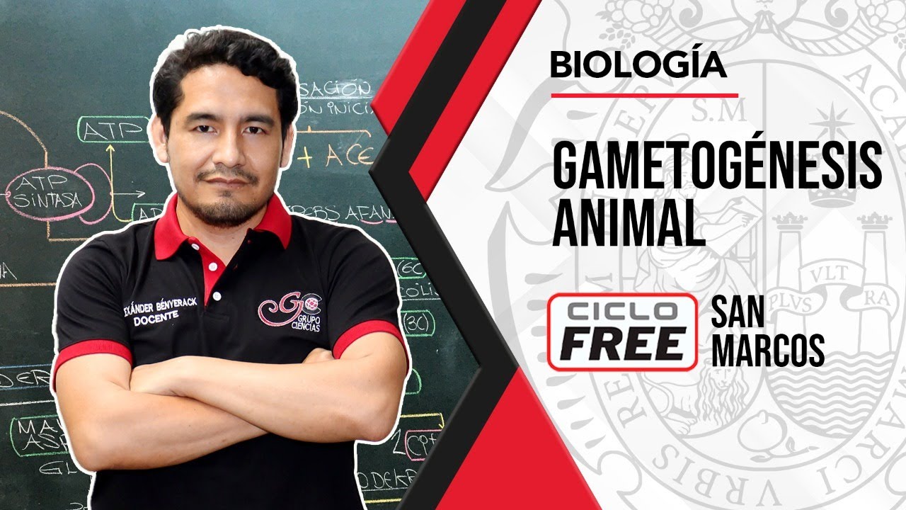 BIOLOGÍA - Gametogénesis animal [CICLO FREE]