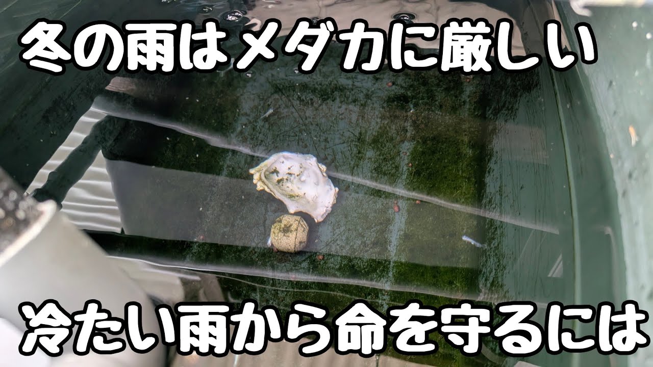 冬の雨がめだかを殺す。北九州の越冬後半戦、冷たい雨から「命」を守るためにできること【メダカ】
