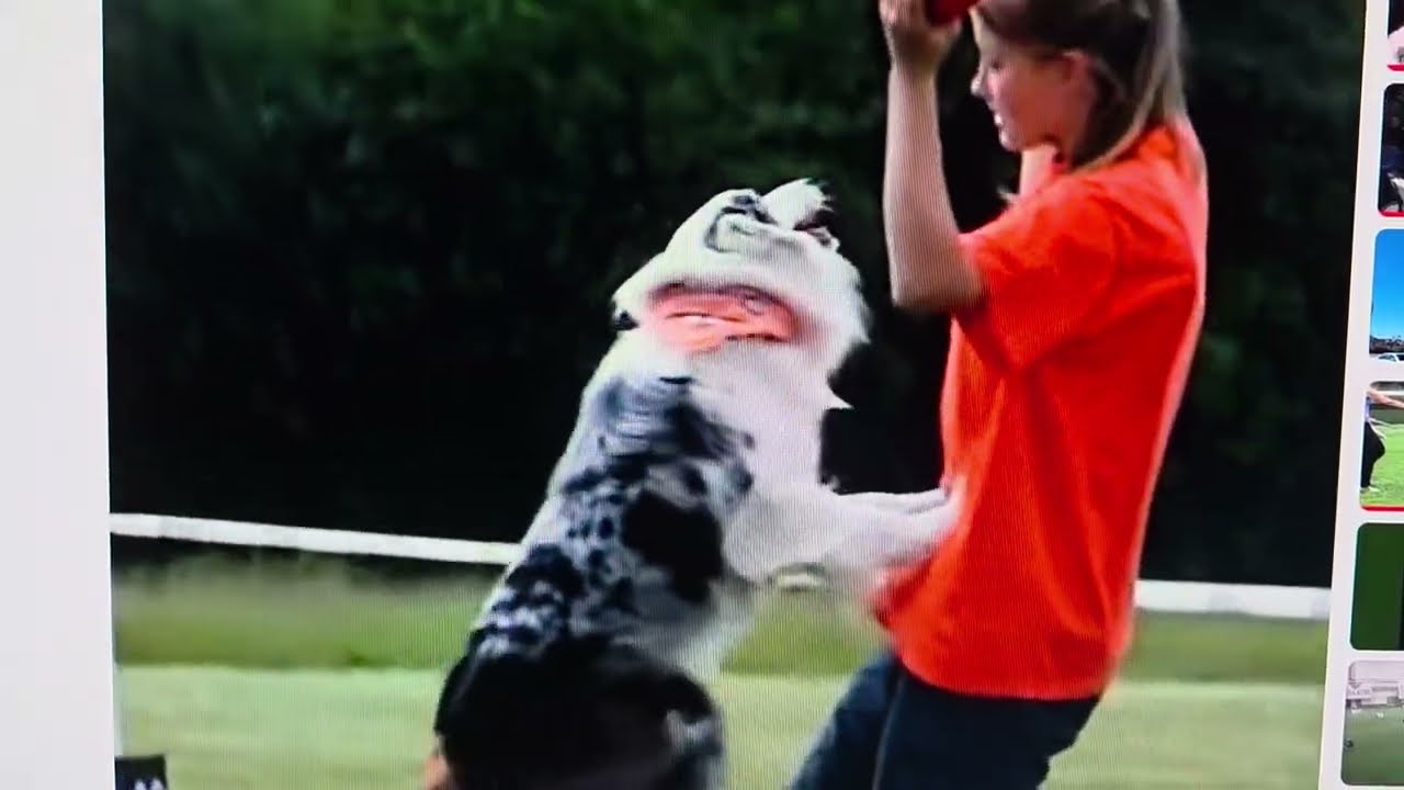 Amazing Video Of This Collie Catching A Frisbee At The Competition!(SLOW MOTION)