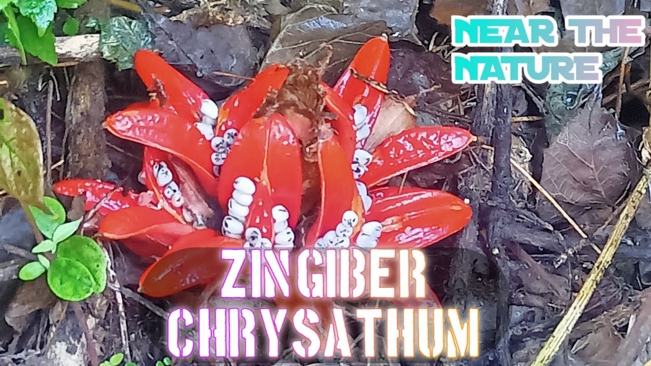Zingiber chrysathum (Red Zinger)#zingiber chrysanthemum