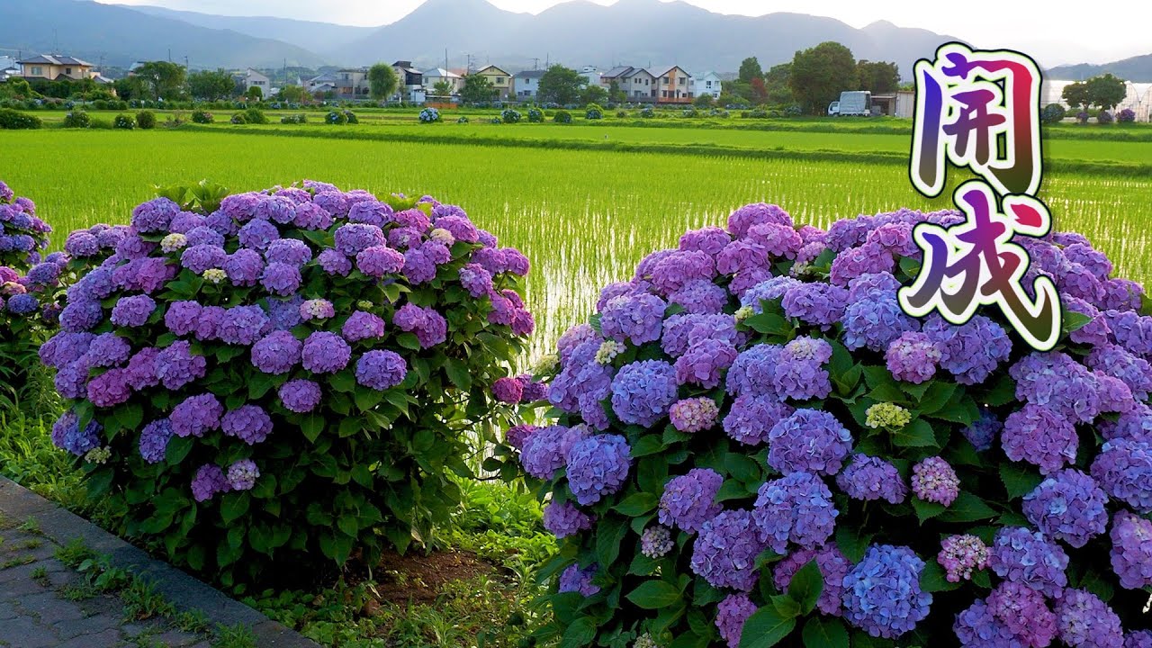KANAGAWA. Dusk Falling on the Hydrangea bushes around rice fields. #4K #開成町
