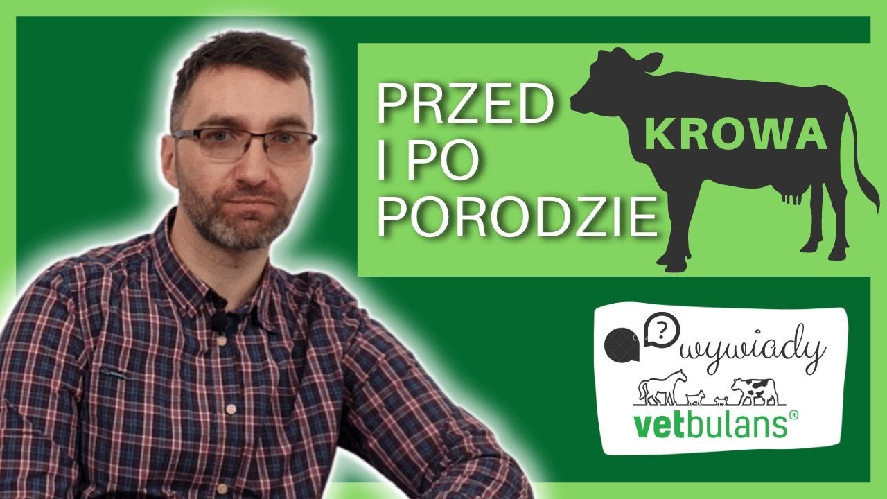 Por&oacute;d u krowy? 🐄  Śmiertelne zagrożenie ☠️ dobrze się przygotuj! | Tłusta krowa to pewne kłopoty!