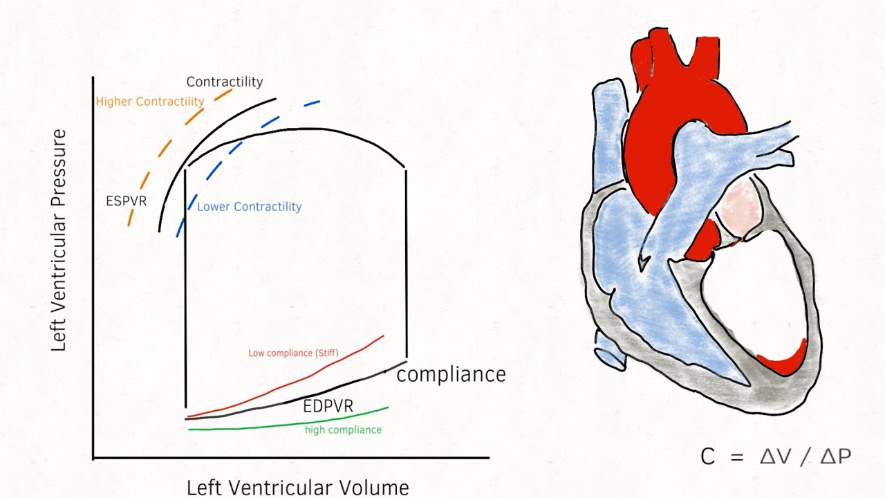 Master the Cardiac Pressure–Volume Loop in Minutes | Preload, Afterload, Contractility & EF 