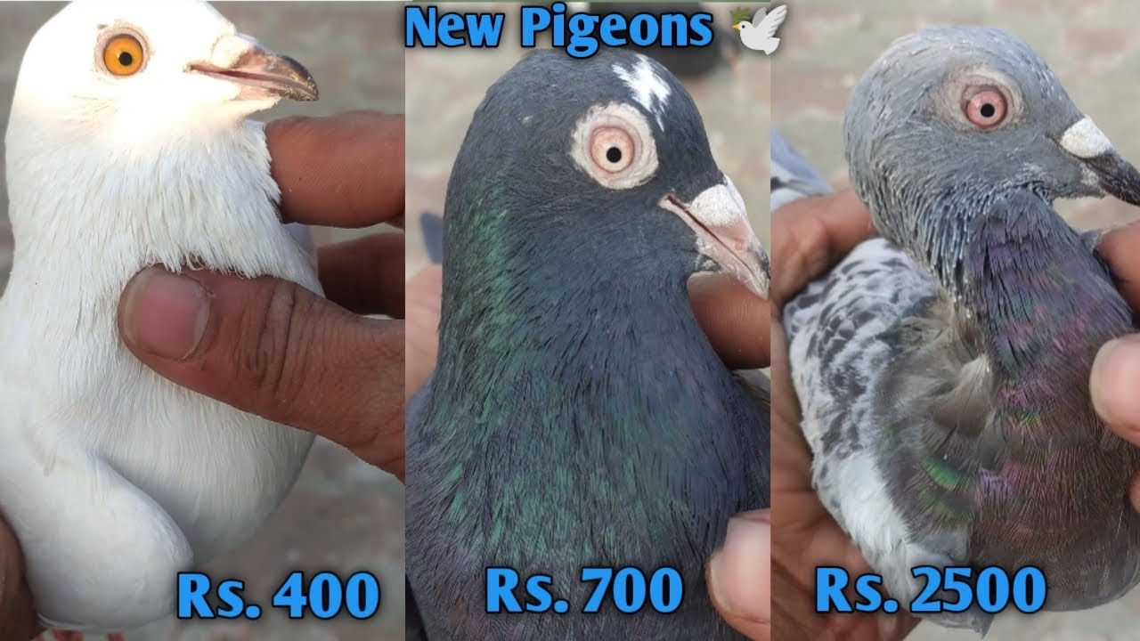 Punjabi, Racer Umer Pigeon 💯racing pigeons for sale in india