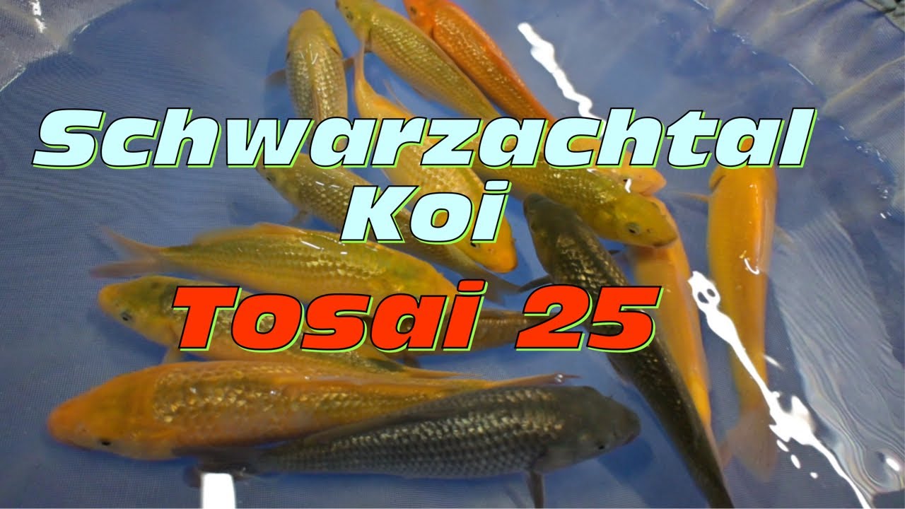 Schwarzachtal Koi! Die neuen Tosai für 2025!