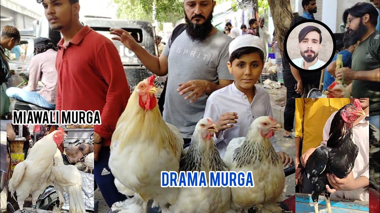  Lalukhet Java murga new update 12, 2025 & paper white Murga Sunday video Hen chicks   #karachi 