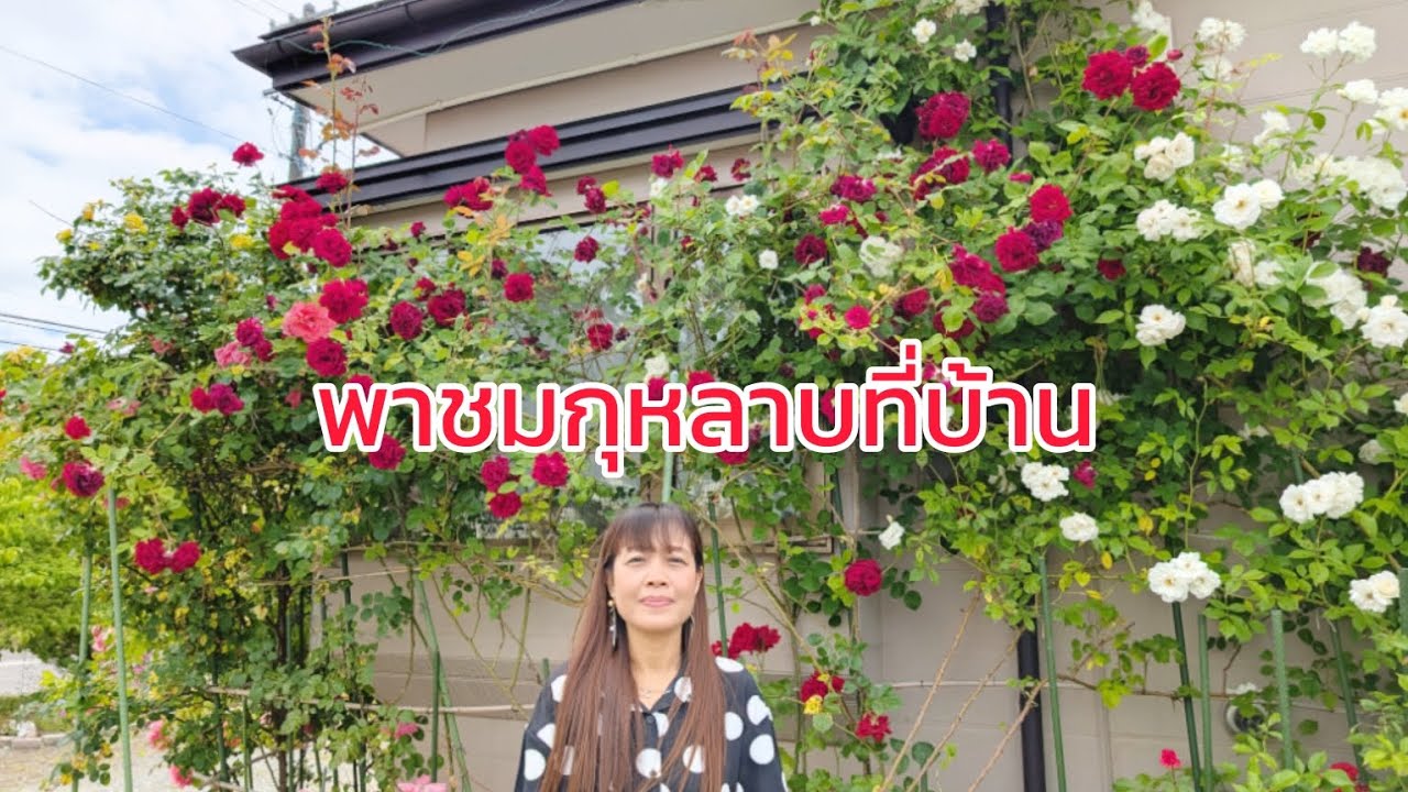 พาชมกุหลาบที่บ้าน กุหลาบปลูกเอง