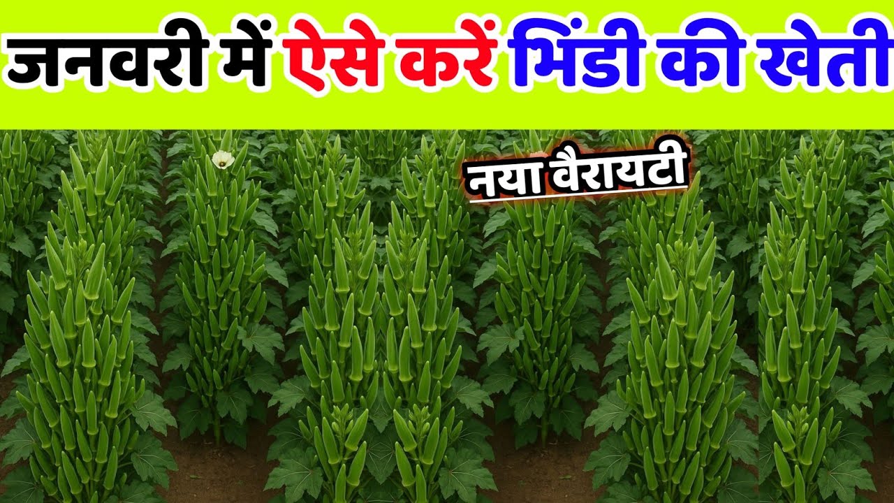 जनवरी में भिंडी की खेती | bhindi ki best variety | okra farming | bhindi ki kheti kaise karen