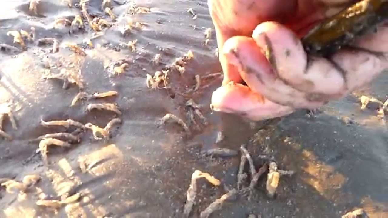 Gathering Razor Clams on Colwyn Bay Beach